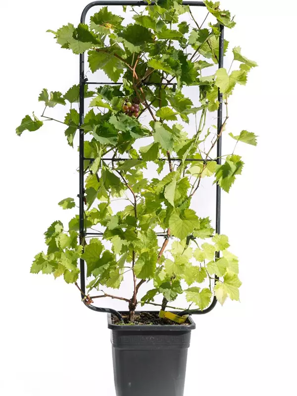 Weintraube - Vitis vinifera