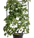 Weintraube - Vitis vinifera