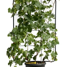 Vitis vinifera, C 30 Spalier 120- 80