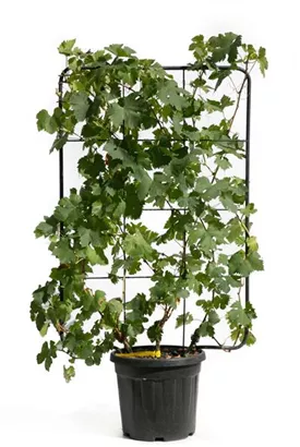 Weintraube - Vitis vinifera