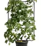 Weintraube - Vitis vinifera