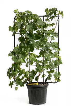 Weintraube - Vitis vinifera