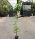 Blauregen 'Issai' - Wisteria floribunda 'Issai'