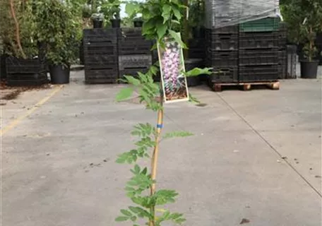 Wisteria floribunda 'Issai' - Blauregen 'Issai' Wisteria floribunda 'Issai' - Blauregen 'Issai'