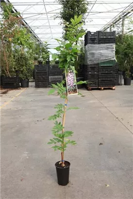 Blauregen 'Issai' - Wisteria floribunda 'Issai'