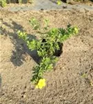 Fingerstrauch 'Goldteppich' - Potentilla 'Goldteppich'