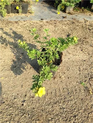 Fingerstrauch 'Goldteppich' - Potentilla 'Goldteppich'