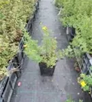 Fingerstrauch - Potentilla fruticosa Goldfinger