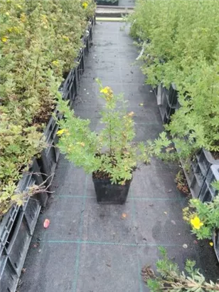 Fingerstrauch - Potentilla fruticosa Goldfinger