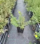 Fingerstrauch - Potentilla fruticosa Goldfinger