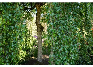 Betula pendula 'Tristis'