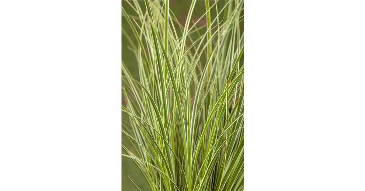 diamond variegata Dischidia Oiantha 'White Diamond' – Plant Studio LLC