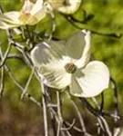 Amerik.Blumen-Hartriegel - Cornus florida