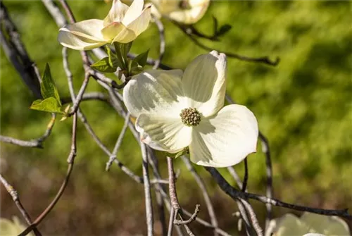 Amerik.Blumen-Hartriegel - Cornus florida