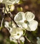 Amerik.Blumen-Hartriegel - Cornus florida
