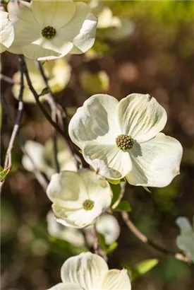 Amerik.Blumen-Hartriegel - Cornus florida