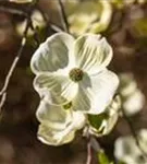 Amerik.Blumen-Hartriegel - Cornus florida