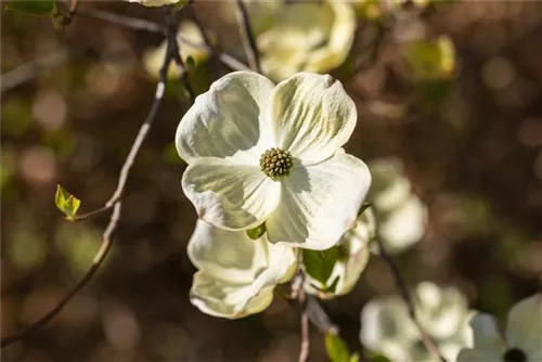 Amerik.Blumen-Hartriegel - Cornus florida