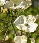 Amerik.Blumen-Hartriegel - Cornus florida
