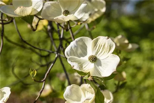 Amerik.Blumen-Hartriegel - Cornus florida