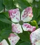 Amerik.Blumen-Hartriegel - Cornus florida