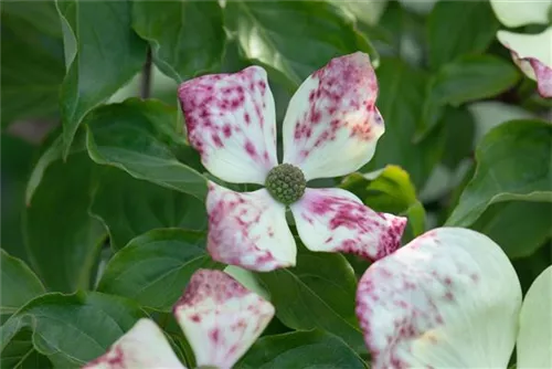 Amerik.Blumen-Hartriegel - Cornus florida