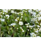 Garten-Schaumkresse - Arabis procurrens 'Neuschnee'