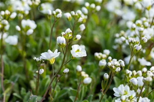 Garten-Schaumkresse - Arabis procurrens 'Neuschnee'