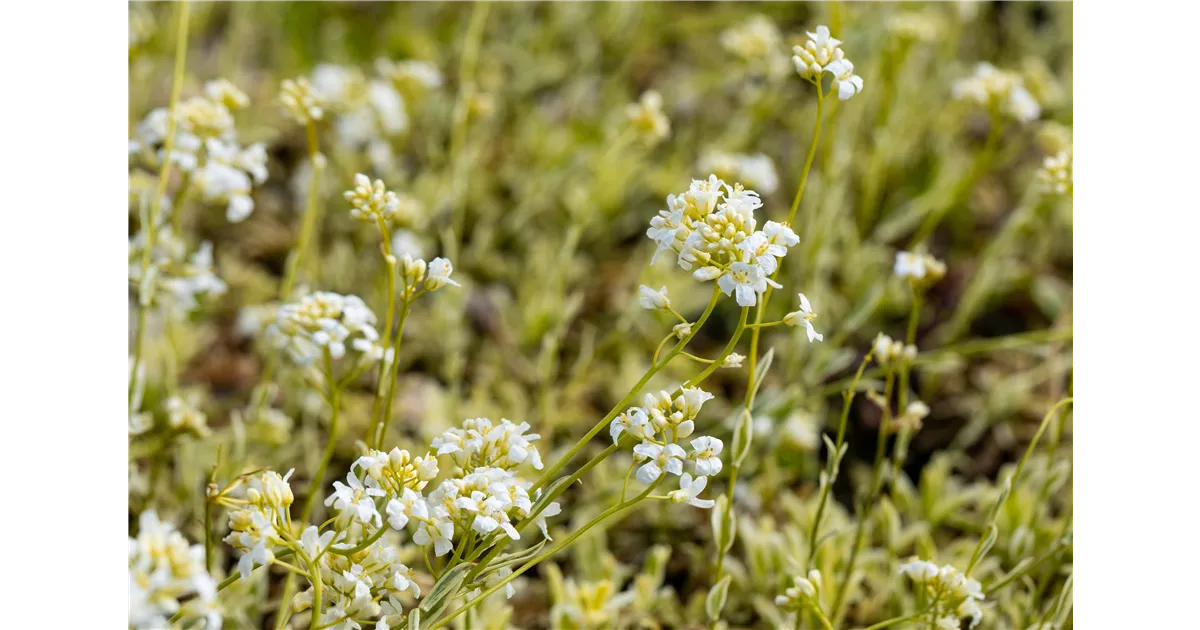 Arabis ferdinandi-coburgii 'Variegata', Kleine Garten-Gnsekresse - Semper  Verde Pflanzenzentrum Ullmer GbR