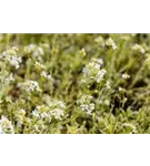 Kleine Garten-Gänsekresse - Arabis ferdinandi-coburgii 'Variegata'