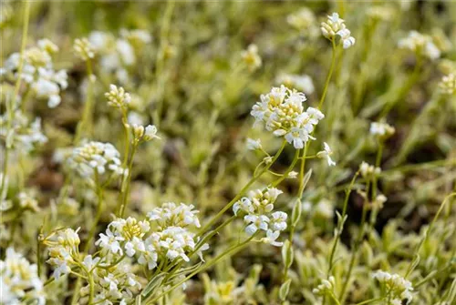 Kleine Garten-Gänsekresse - Arabis ferdinandi-coburgii 'Variegata'