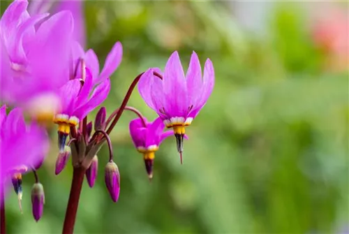 Meads-Götterblume - Dodecatheon meadia