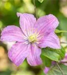 Waldrebe 'Comtesse de Bouchaud' - Clematis 'Comtesse de Bouchaud'