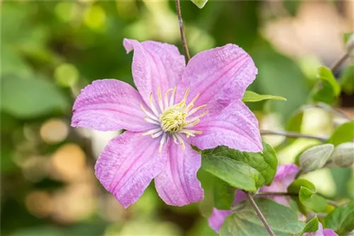 Waldrebe 'Comtesse de Bouchaud' - Clematis 'Comtesse de Bouchaud'