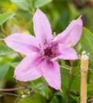Waldrebe 'Comtesse de Bouchaud' - Clematis 'Comtesse de Bouchaud'