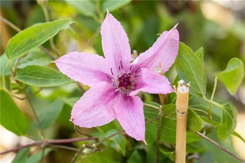 Waldrebe 'Comtesse de Bouchaud' - Clematis 'Comtesse de Bouchaud'
