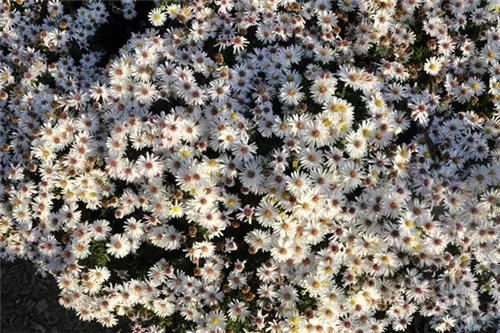 Garten-Kissen-Aster - Aster dumosus 'Apollo'