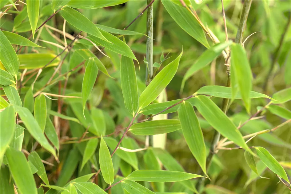 Fargesia 'Maasai' - Semper Verde Pflanzenzentrum Ullmer GbR