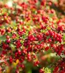 Fächermispel - Cotoneaster horizontalis
