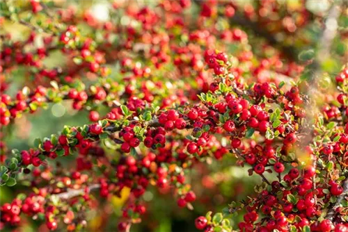 Fächermispel - Cotoneaster horizontalis
