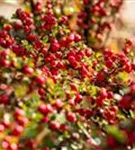 Fächermispel - Cotoneaster horizontalis