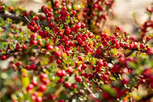 Fächermispel - Cotoneaster horizontalis