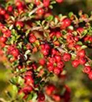 Fächermispel - Cotoneaster horizontalis
