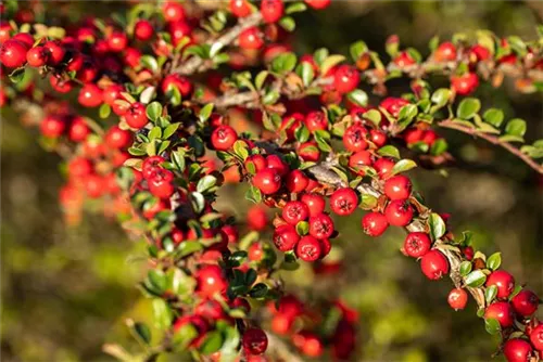 Fächermispel - Cotoneaster horizontalis