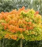Kugelahorn 'Globosum' - Acer platanoides 'Globosum'