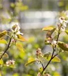 Felsenbirne - Amelanchier rotundifolia