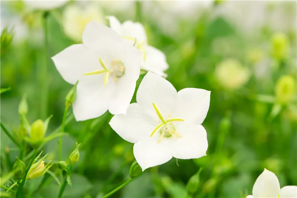 Campanula carp.'Weie Clips', Niedrige Garten-Glockenblume - Semper Verde  Pflanzenzentrum Ullmer GbR