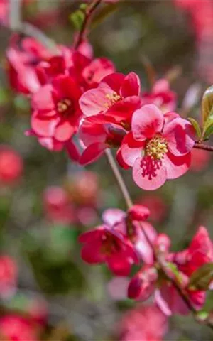 Chaenomeles speciosa 'Pink Storm'