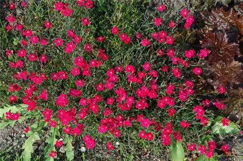 Garten-Pfingst-Nelke - Dianthus gratianop.'Rubin'