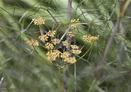 Foeniculum vulgare 'Atropurpureum' - Dunkelblättriger Garten-Fenchel